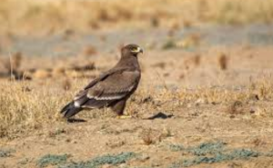 Steppe Eagle Finds Stronghold in Western Rajasthan