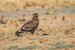 Steppe Eagle Finds Stronghold in Western Rajasthan