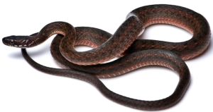 Rare Keelback Snake Species Documented in Northeast India