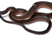 Rare Keelback Snake Species Documented in Northeast India