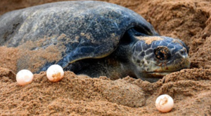 Coringa Sanctuary Protects Olive Ridley Turtle Eggs