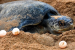 Coringa Sanctuary Protects Olive Ridley Turtle Eggs