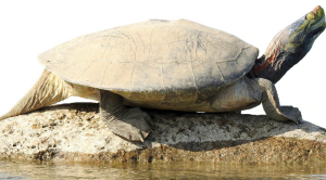 Red-Crowned Roofed Turtle Faces Habitat Decline in Ganga