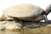 Red-Crowned Roofed Turtle Faces Habitat Decline in Ganga