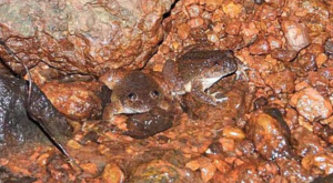Nyctibatrachus Kali Frog Discovered in Karnataka