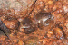 Nyctibatrachus Kali Frog Discovered in Karnataka