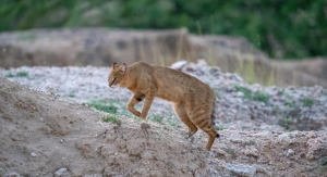 Jungle Cat Populations Declining Beyond Protected Areas
