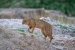 Jungle Cat Populations Declining Beyond Protected Areas
