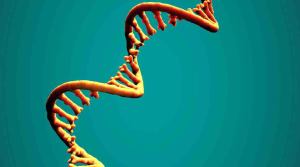 Extracellular RNA Persists in Disinfected Drinking Water