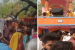 Nalanda Temple Stampede Kills Nine Devotees in Bihar