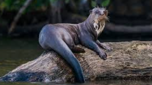 CMS COP15 Adds 40 Species to Protected List