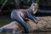 CMS COP15 Adds 40 Species to Protected List