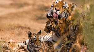 Navegaon-Nagzira Tiger Reserve Gets Buffer Area Control