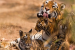 Navegaon-Nagzira Tiger Reserve Gets Buffer Area Control