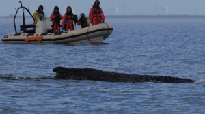 Stranded Humpback Whale Escapes Baltic Sea Trap