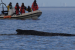 Stranded Humpback Whale Escapes Baltic Sea Trap