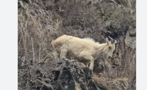 Rare Albino Tahr Spotted in Kugti Wildlife Sanctuary