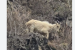 Rare Albino Tahr Spotted in Kugti Wildlife Sanctuary