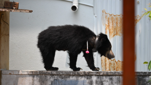 Sloth Bear Captured Near Shivamogga Airport