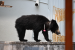 Sloth Bear Captured Near Shivamogga Airport