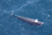 Rice’s Whale Faces Extinction Threat from Oil Drilling