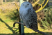 Snowy Owl Gets Global Protection Status Under UN Convention