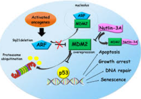TP53 Mutation Found in Acute Lymphoblastic Leukaemia Patients