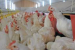 Newcastle Disease Spreads Across Europe Raising Poultry Concerns