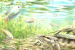 Gourami Fish Fossils Discovered in Shivalik Foothills