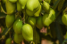 Appemidi Mango Faces Climate Threat in Aghanashini Valley