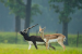 Barnawapara Sanctuary Sees Blackbuck Reintroduction Effort