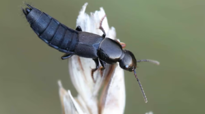 Rove Beetles Discovery Boosts Arunachal Biodiversity