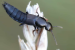 Rove Beetles Discovery Boosts Arunachal Biodiversity