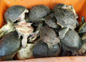 Indian Softshell Turtle Rescue Highlights Illegal Wildlife Trade