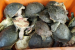 Indian Softshell Turtle Rescue Highlights Illegal Wildlife Trade