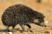 Madras Hedgehog Genome Study Reveals Evolutionary Insights