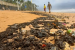 Draft Rules Target Tar Balls to Protect Coastline