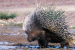 Indian Crested Porcupine Damages Saffron Crops in Kashmir