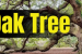Uttarakhand HC Stays Oak Tree Felling in Mussoorie