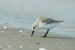 Sanderling Bird Spotted After 7,400 km Migration