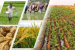 ICAR Forms Task Force to Strengthen Agricultural Resilience