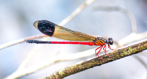 Fimbristylis wayanadensis Discovered in Western Ghats Highlands