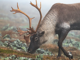 Caribou Face Survival Threat as Arctic Lichen Declines