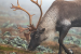 Caribou Face Survival Threat as Arctic Lichen Declines