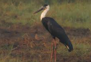 Woolly-Necked Stork Sighted in Tamil Nadu Paddy Fields