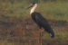 Woolly-Necked Stork Sighted in Tamil Nadu Paddy Fields