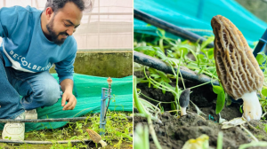 Morchella Mushroom Cultivated in Controlled Conditions in Kashmir