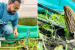 Morchella Mushroom Cultivated in Controlled Conditions in Kashmir