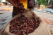 India Targets Cocoa Self-Sufficiency by 2040