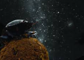 Dung Beetles Use Milky Way for Night Navigation